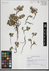 Foto von Salix herbacea L.
